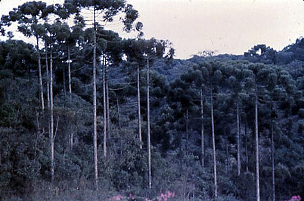 Parana pine Pine plantation, Brazil Agroforestry: A Silvicultural System The name given in the late l970s to a set of ancient