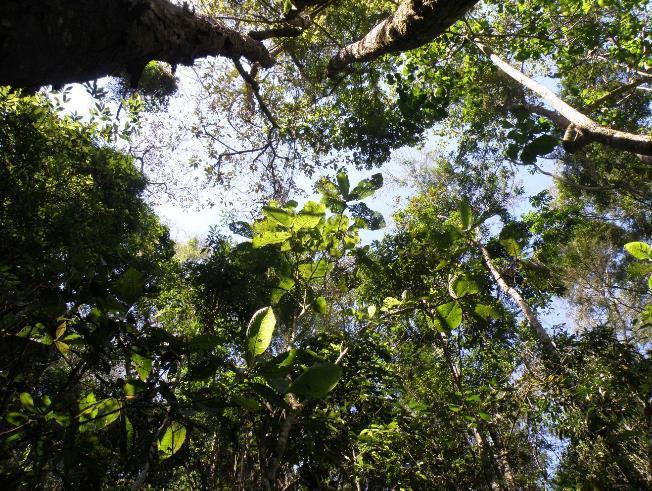Conserving forests for their carbon