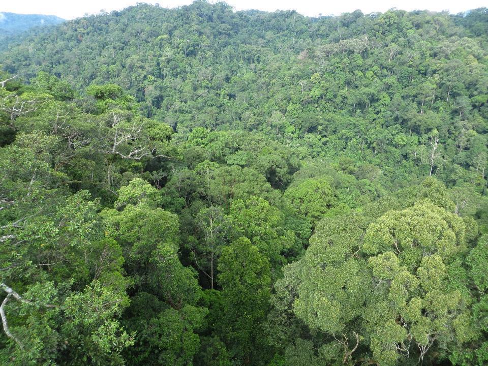 Tropical forests Home to ~ 50 % of terrestrial biodiversity Store ~
