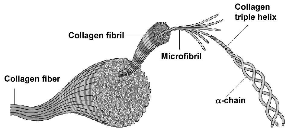 Introduction Fibrils, with a diameter distribution ranging from 10 to 500 nm (Ottani et al., 2001), consist of hundreds of microfibrils.