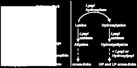 4: A: Fibrillogenesis of collagen, adapted from Kadler et al. (1996). Procollagen triple helices are secreted into the extracellular matrix.