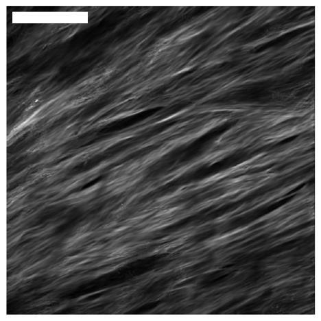 figure 6.4. Collagen fibers were more randomly distributed in the constrained samples (figure 6.4a,b), when compared with the intermittently strained samples (figure 6.