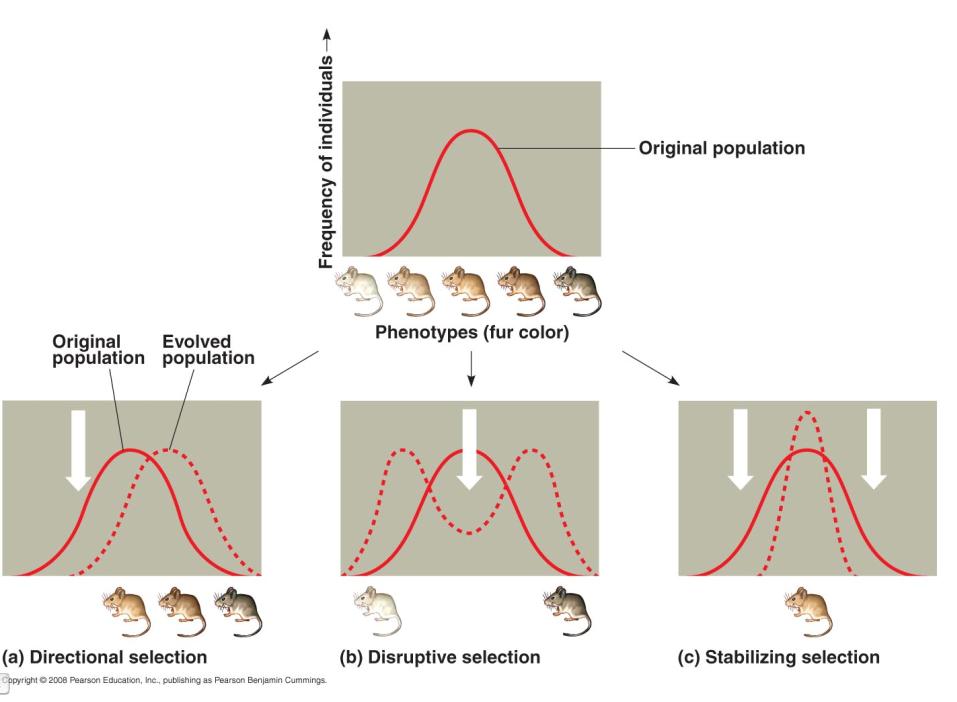 Phenotype Distribution and Evolution These graphs are affected by genetic variation (range of possible phenotypes) and environmental variation (that select for a range of traits) Figure 23.13 (pg.