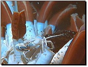 Tube worm and crab http://www.