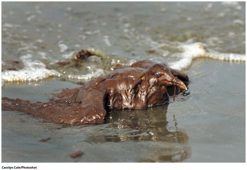 Deepwater Horizon Oil Spill April 22, 2010 - Deepwater Horizon, a drilling platform in the Gulf of Mexico, exploded Flow of oil from the oil well was