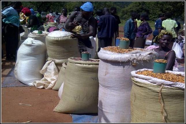 The prices for maize grain and sorghum were significantly higher in Nakapiripirit by 33% and 25% respectively, due to high demand from traders from neighboring districts and regions; The Uganda