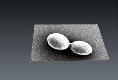 (CLSM) SEM scale bars are 1 μm and CLSM