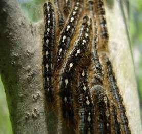 Tent Caterpillar on aspen and birch TC Time Cohort 1 Cohort 2