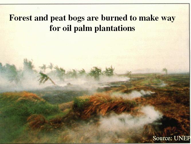 in 2005) - expansion at the expense of grasslands, savannahs (Cerrado) and tropical forests Indonesia: - oil palm plantations often on