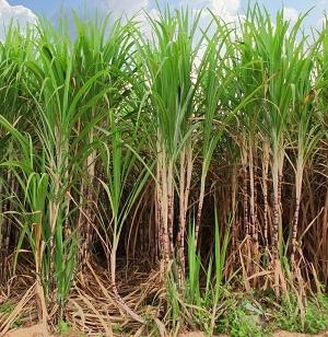 Brazilian Sugarcane Biorefineries