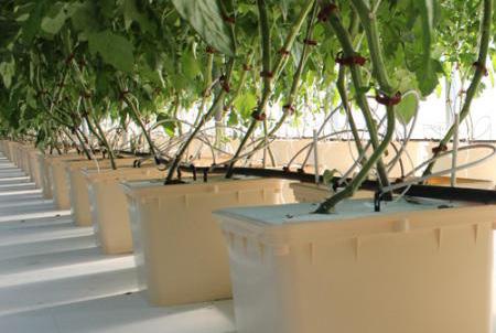 For the sake of this content, hydroponics will refer to systems that are recirculating in nature and utilize soilless, inert or inorganic media.