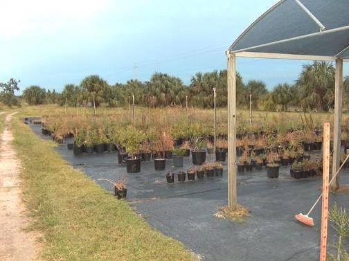 Habitat Restoration After site preparation, plants raised in the nursery are transplanted onto the preserve sites.