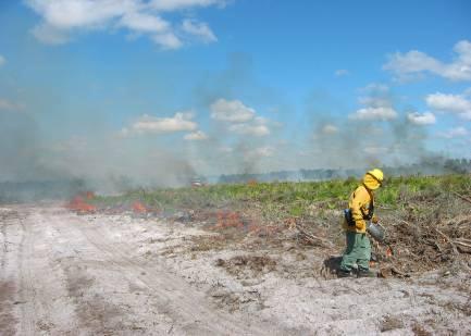 Fire consumes cut vegetation and opens bare, sandy ground.