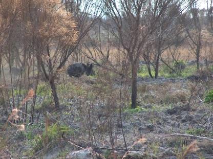 Reasons why feral hogs are bad for native Florida lands: - They