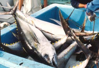 Aifreighting Tuna: Opportunities and