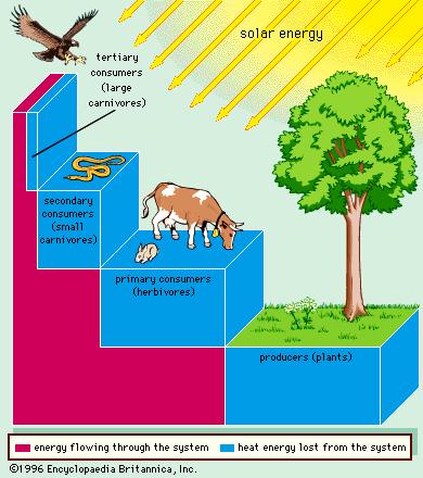 How energy flows in ecosystem Plants are called producers because they produce carbohydrates from carbon dioxide, water, and the Sun s energy.