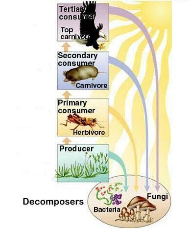 Energy Flow and Energy Loss in Ecosystems: Food Chains Scientists use different