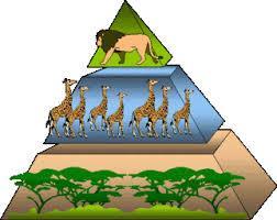 Succeeding levels in the pyramid represents the dependence of the organisms at a given level on the organisms at lower levels.