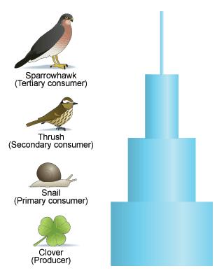 Total population of tertiary Pyramid of numbers cont. Pyramid of numbers population of individuals at each trophic level.