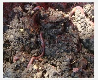 The bio composting using windrows were selected as the main method for bio treatment.