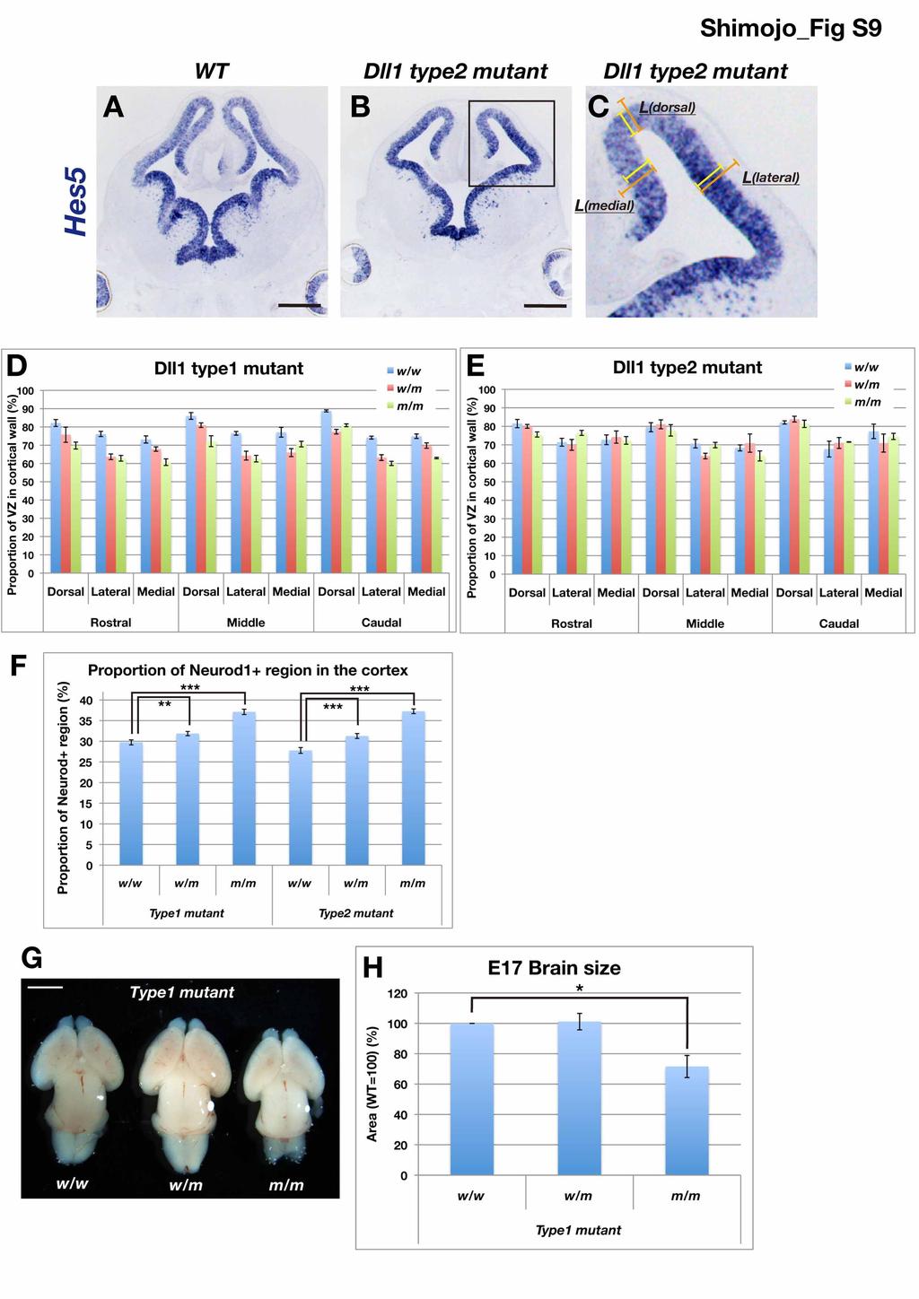 Figure S9. Size defects of neural development of Dll1 type 1 and type 2 mutant mice, Related to Figure 7.