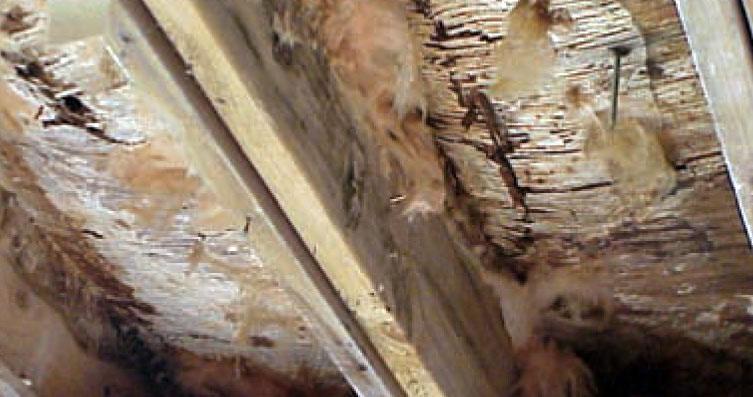 impermeable insulation route. You have to go to spray foam (Photograph 11). Photograph 10: Condensation and Decay are Bad Air permeable insulation under deck can lead to condensation and decay.