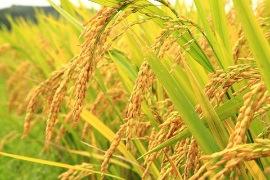Fungus-resistant Wheat