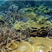 This inherent resilience is an important consideration in the management of the sanctuary and to the understanding how coral reefs respond to disturbances.