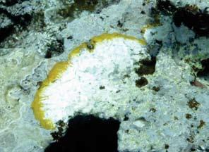 Coralline lethal orange disease in Fagatele Bay National Marine Sanctuary. Photo: Bill Kiene One of the most common coral diseases found in the waters of Tutuila is white syndrome.