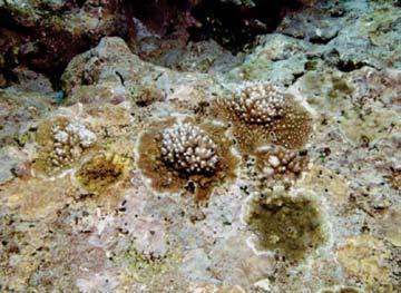 Surveys at different depths show that different habitats have experienced different patterns of coral cover through time.