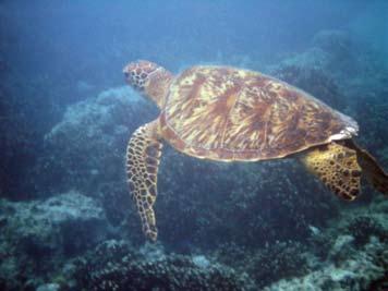 CONDITION REPORT 2007 Fagatele Bay Sea turtle populations have declined, both locally and throughout the South Pacific, due to harvest, loss of nesting beach habitats and incidental catches in