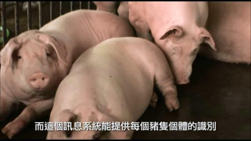 RFID-based Live Pig Supervision