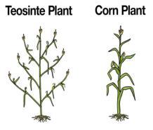 Students analyze experimental results about the expression of the tb1 gene and formulate an explanation as to how a specific difference in the teosinte version of the gene explains its more cornlike