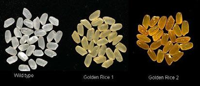 Golden Rice Genetically modified to contain Vitamin A Most recent breed contains