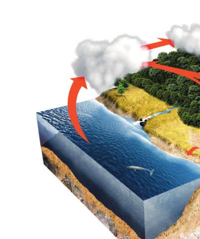The steps of the water cycle are affected by temperature and pressure. The Sun drives the water cycle. It heats water, causing some of it to evaporate.