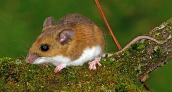 Introduction (cont d) Small mammals at Teatown: Mice, shrews, voles, etc.