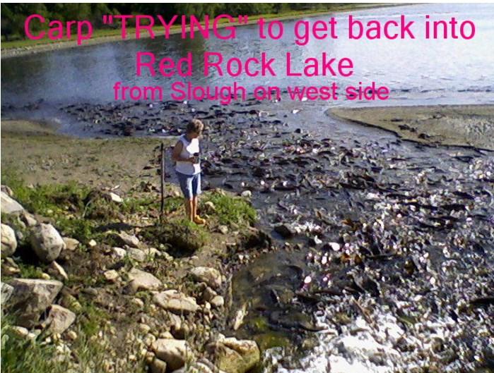 Red Rock Lake: A Path Forward 4 Invasive Species Invasive species are a growing problem in lakes across the state and area classified as species that are not native to Minnesota and cause economic or