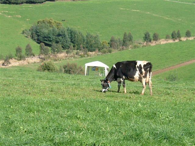 Applications: CH 4 emission from 16 grazing dairy cows