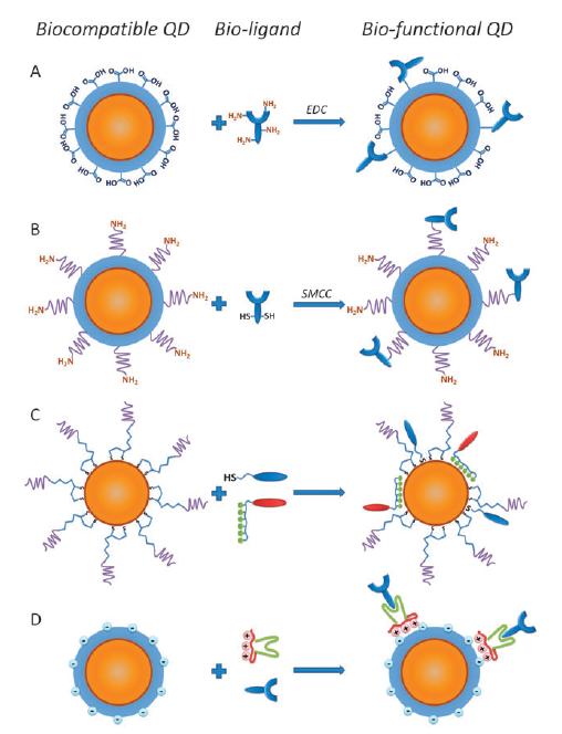 Design of surface ligands Bio-functionality has to be added to otherwise inert nanoparticles Usually achieved by decorating QDs with proteins, peptides, nucleic acids, or other biomolecules that