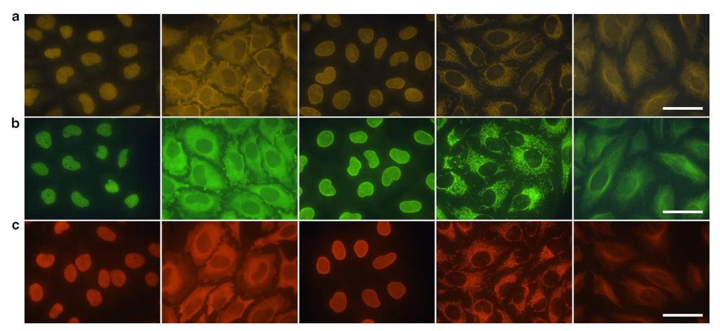 QD-Ab probe specificity Staining 5 molecular targets separately in formalin-fixed HeLa cells The five model targets used represent a spectrum of cell compartment localizations and expression levels