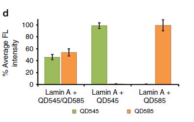 Lamin A QD-SpA-Ab probe Stability True color image QD545 QD585 QD545 + QD585 QD545 QD585 QD545-SpA and QD585-SpA probes mixed together with Ab and incubated with cells