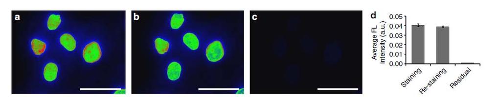 Specimen regeneration and target restaining with multicycle staining procedure New QD-SpA-Ab probes, quick and efficient de-staining by brief exposure to low-ph/detergent-based regeneration buffer