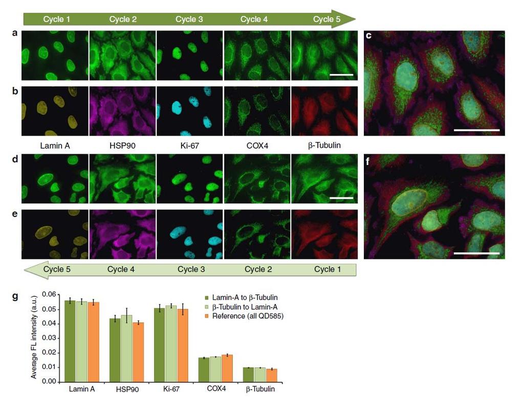 Evaluation of the robustness of sequential staining procedure Complete specimen regeneration and lack of specimen degradation enables staining of the molecular targets Correct staining pattern and
