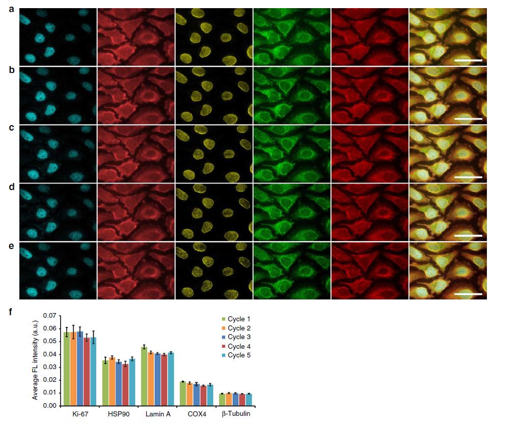 Validation of M3P technology with 25-target staining Ki-67 HSP90 Lamin A Cox-4 β-tubulin Merge 5 colors x 5 cycles Re-stain the same model 5-target panel with multicolor QD-SpA-Ab probes for five
