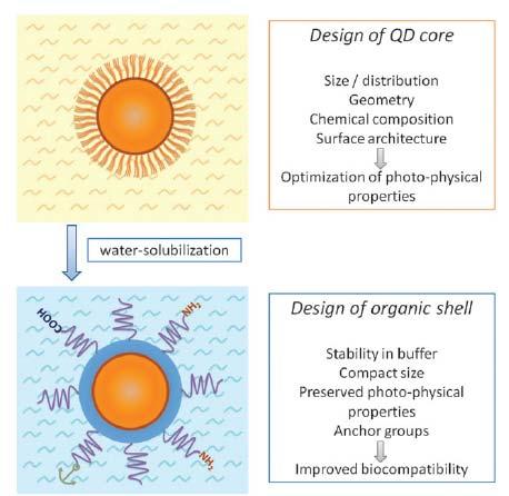 Engineering of QD probes QDs are semiconductor nanoparticles often made from hundreds to thousands of atoms of group II and VI elements (e.g. CdSe and CdTe) or group III and V elements (e.g. InP and