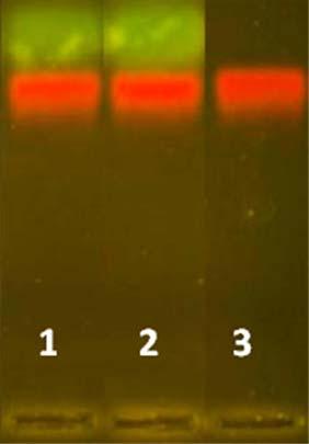 Fig. 1: PMAT presence in solution can be detected by gel electrophoresis with SYBR Gold staining (left) and its fluorescence (right).