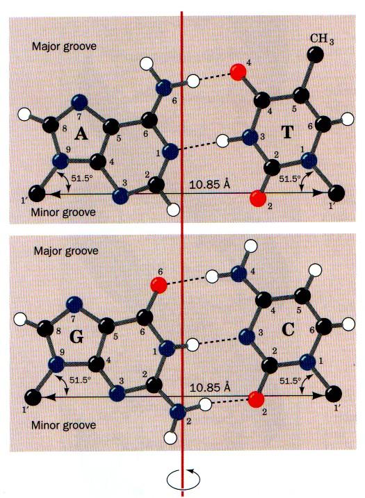 Base Pairing (Chargaff's Rules) Late 1940's, Chargaff showed (1) DNA has equal amounts of purines and pyrimidines (G+A = C+T) (2) Amount of A = T and amount of G = C Result is due to complementary