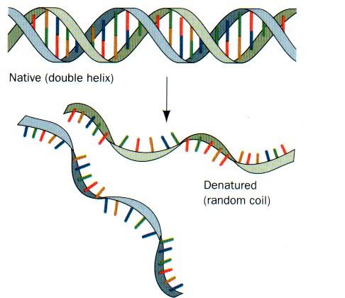 Denaturation of DNA Above a characteristic critical temperature, DNA double helix structure is lost (denatures) and the two strands dissociate Detectable by