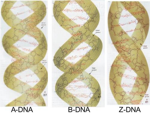 dsdna Structures The red line lies within major groove A DNA grooves are more equal in size larger