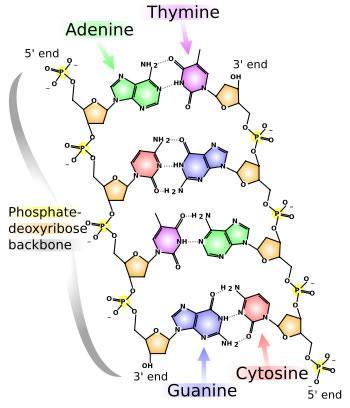 Complementary Base Pairs Purines: Adenine and